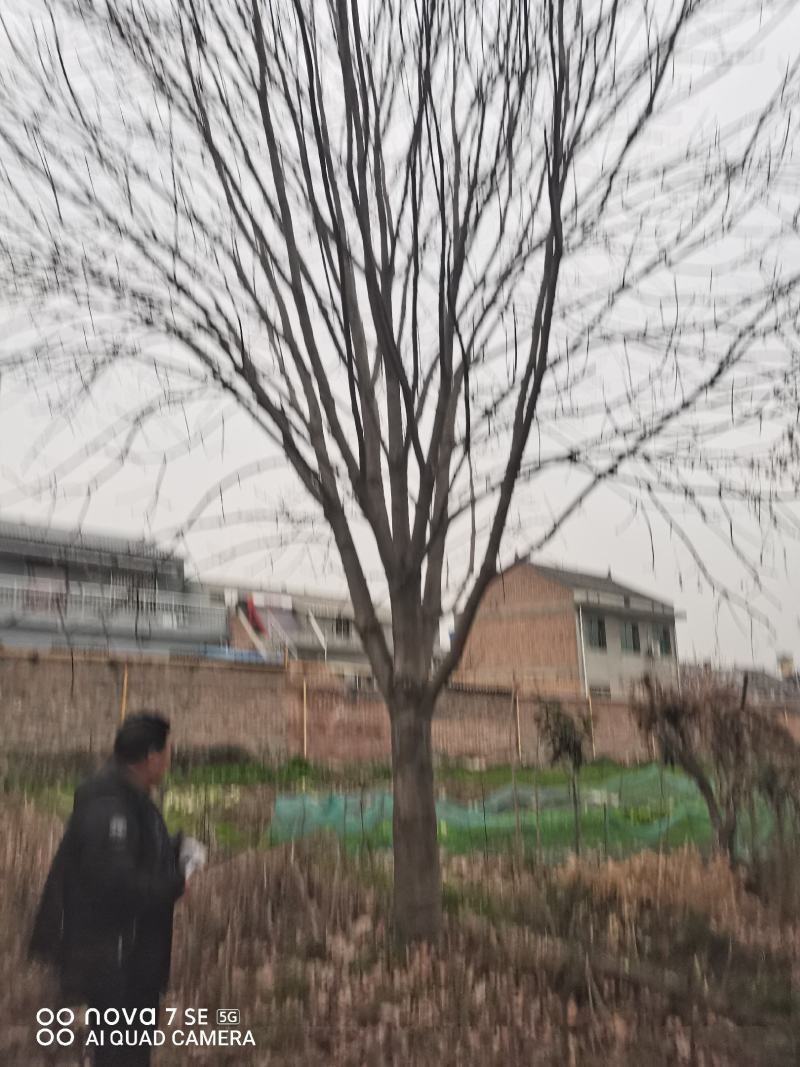 七叶树陕西七叶树各种规格大量