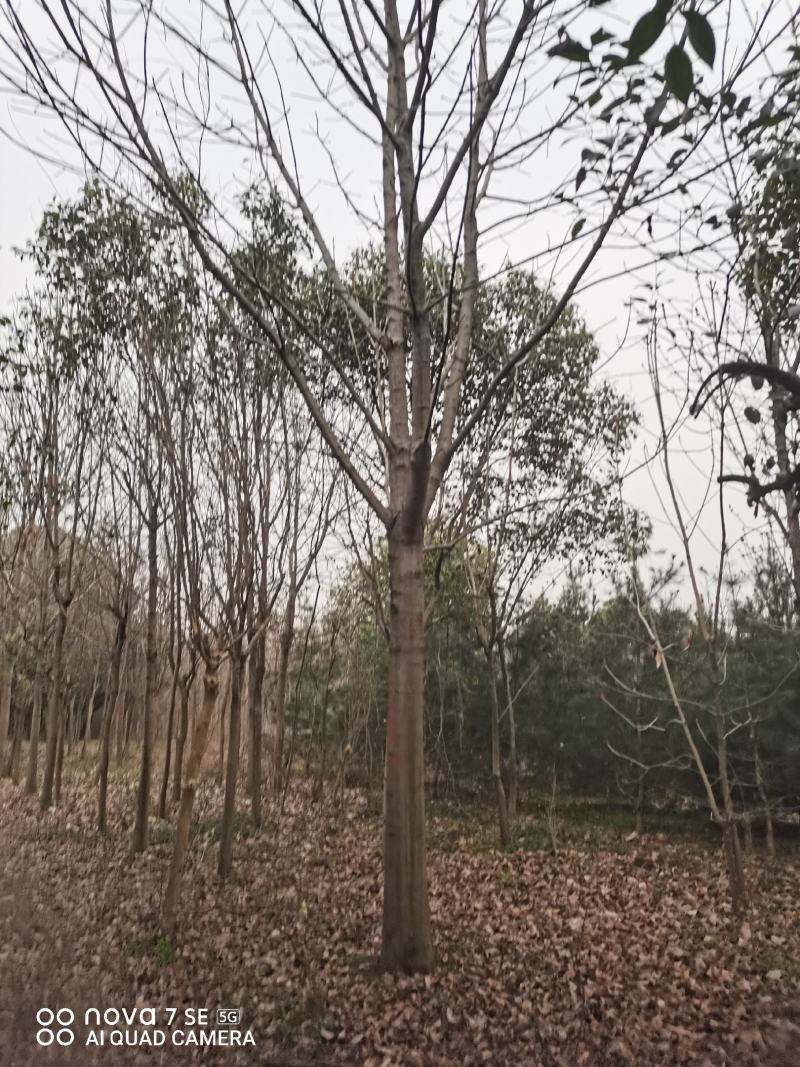 七叶树陕西七叶树各种规格大量