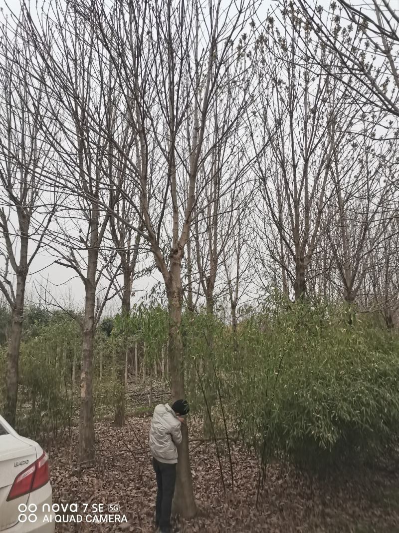 七叶树陕西七叶树各种规格大量