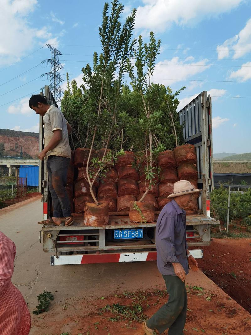 杨梅树云南杨梅树品种齐全常年提供袋苗