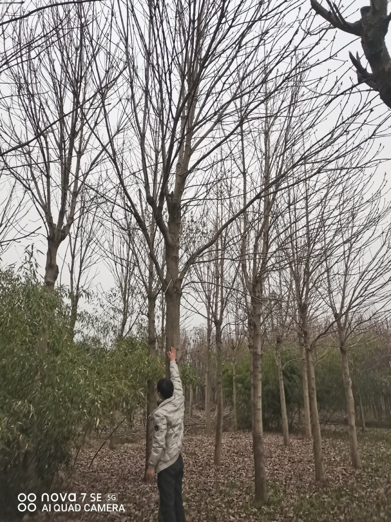 七叶树陕西七叶树各种规格大量