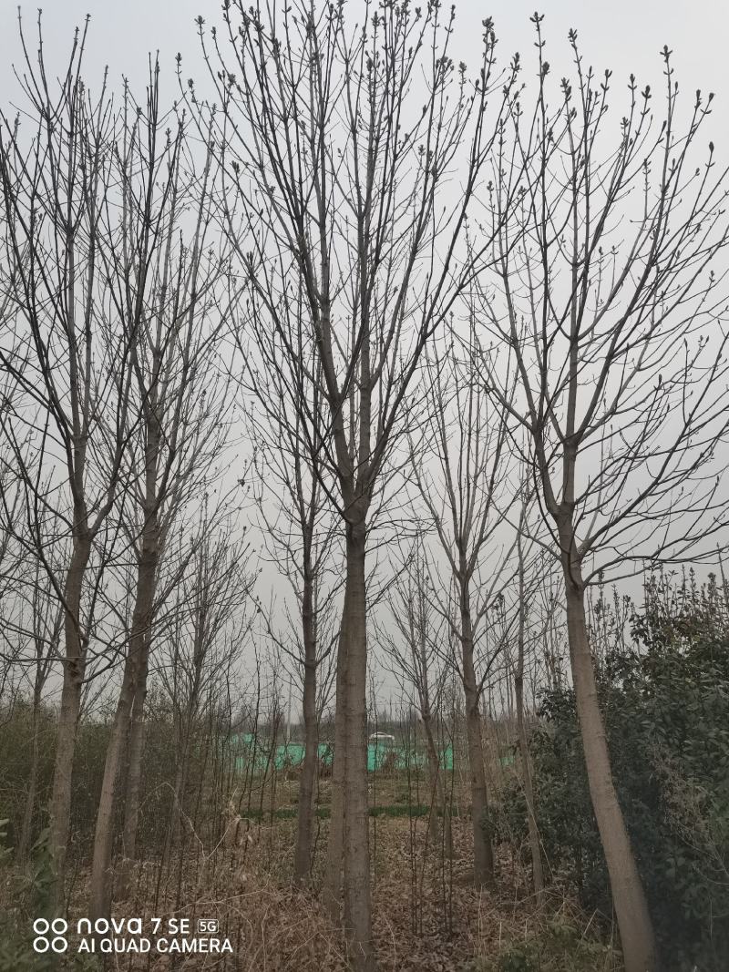 七叶树陕西七叶树各种规格大量