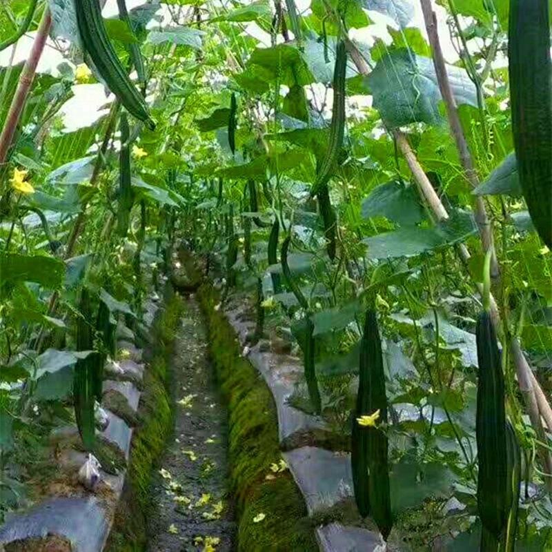【粗九股爬藤网】吊瓜瓢瓜百香果小西瓜小南瓜攀爬网种植网