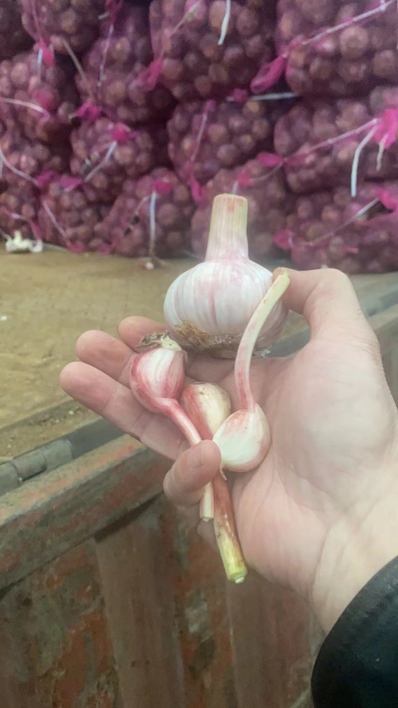 新鲜的紫皮大蒜地销产品一手货源