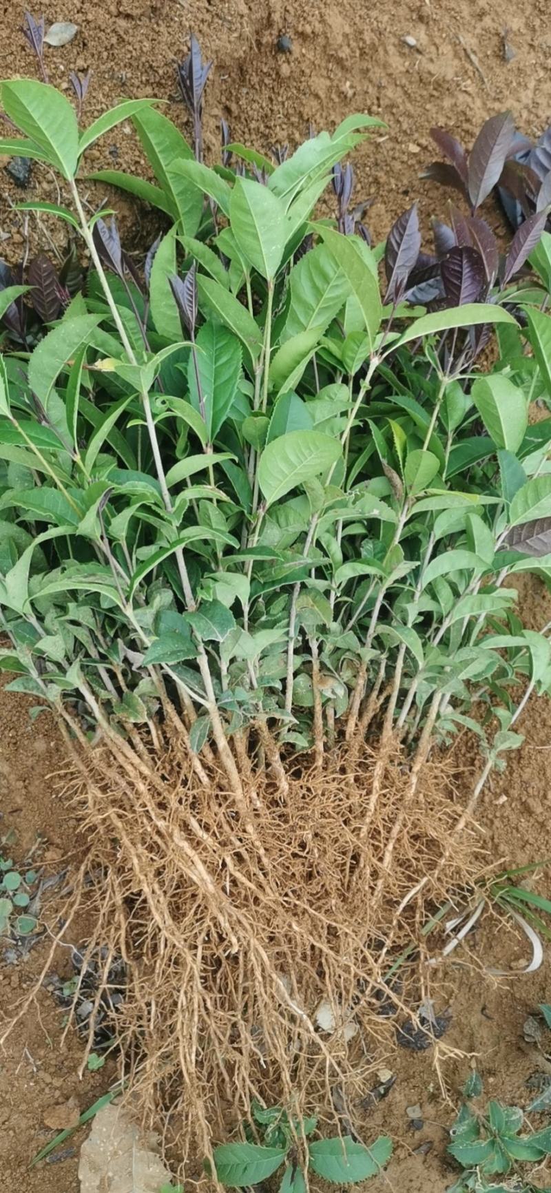 桂花小苗，丹桂，四季桂，八月桂