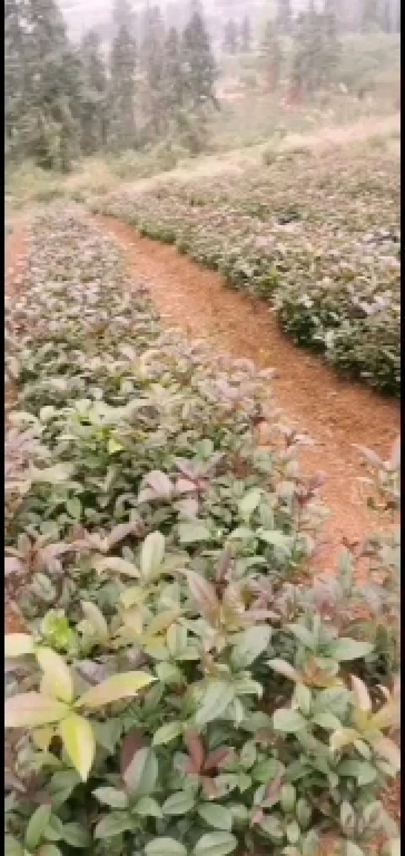 桂花小苗，丹桂，四季桂，八月桂