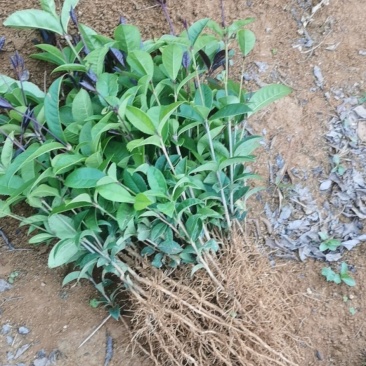 桂花小苗，丹桂，四季桂，八月桂