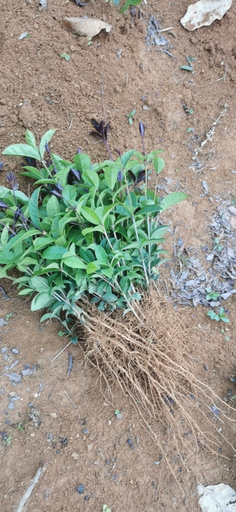 桂花小苗，丹桂，四季桂，八月桂