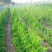 【豆角专用爬藤网】荷兰豆芸豆长豆角四季豆豌植物种植攀爬网