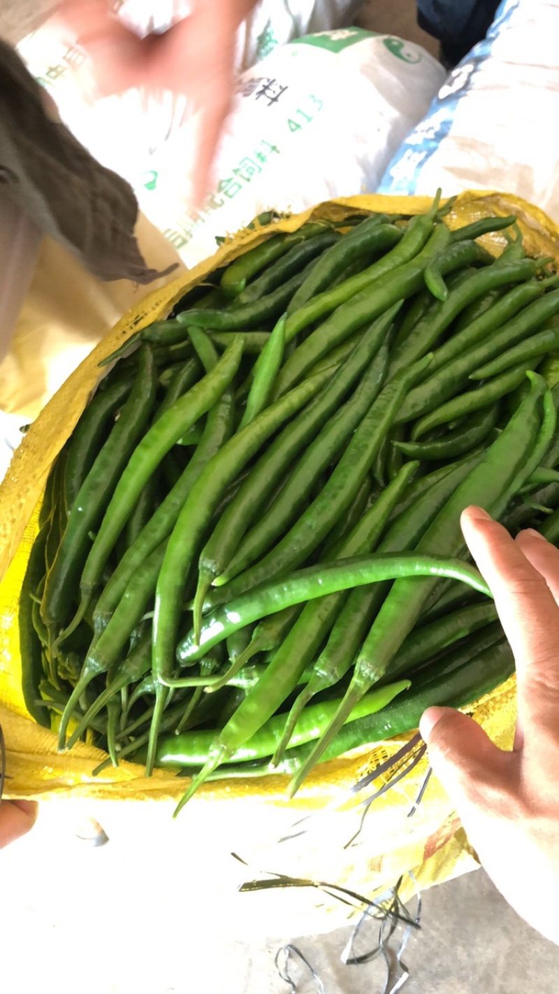 线椒，三号...合作伙伴提供