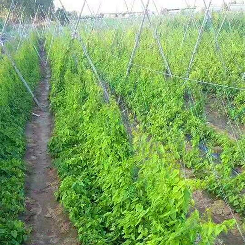 （豆角专用爬藤网）长豆角扁豆不老豆四季豆豌豆植物攀爬种植
