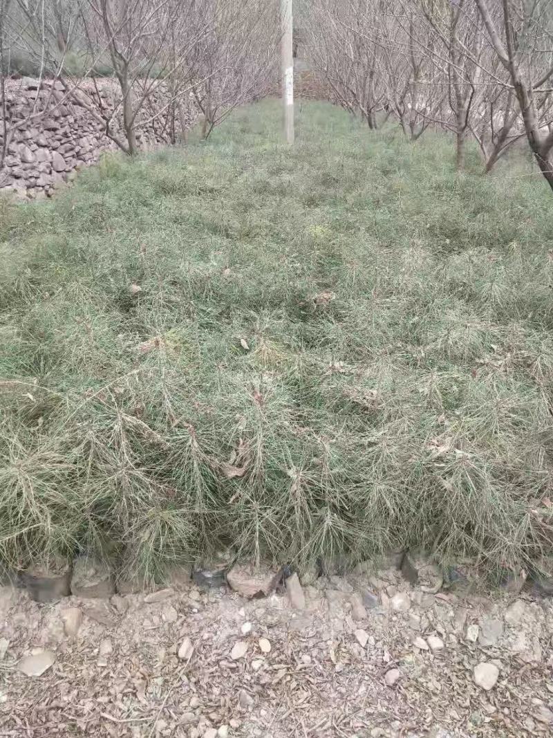 柏树种苗，樱桃树，成活率高