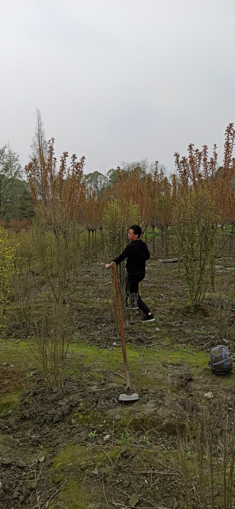 木槿木芙蓉木槿西月锦绣