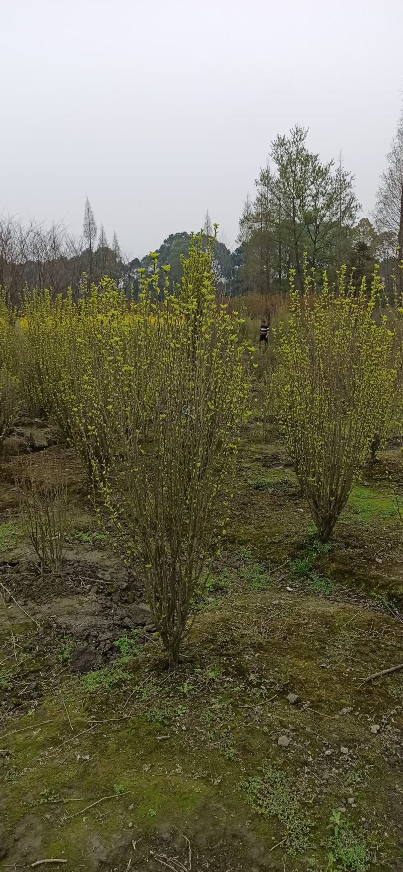 木槿木芙蓉木槿西月锦绣