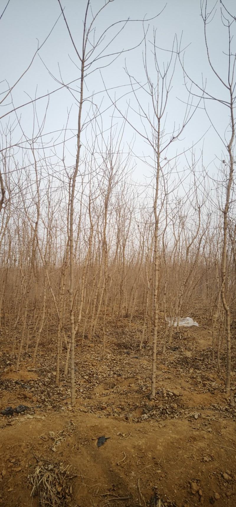 五角枫苗现场看货现起现发保证成活率，地头装车