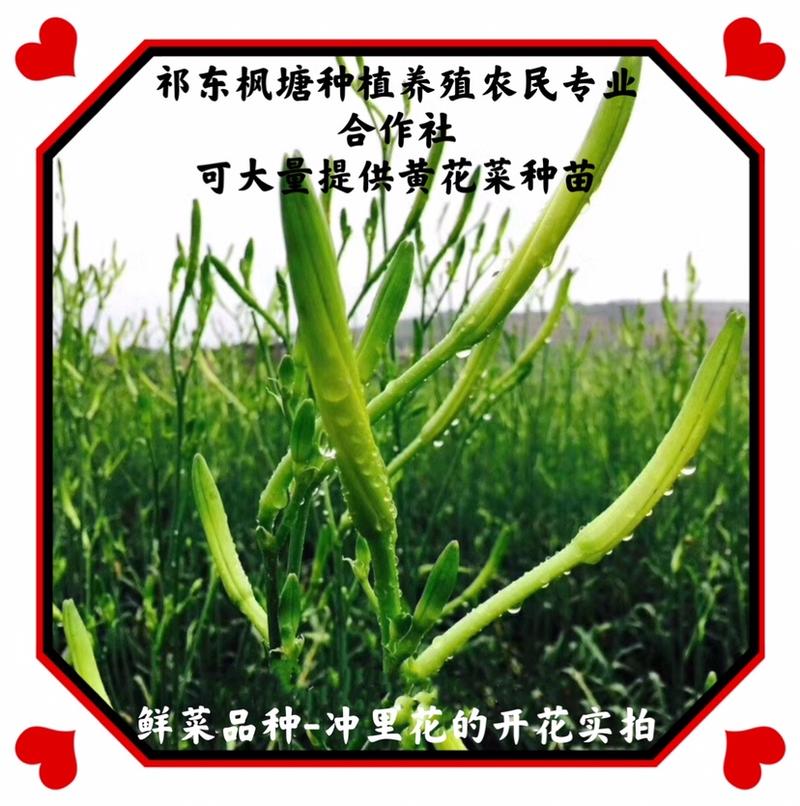 黄花菜种苗高产量黄花菜苗子免费提供技术指导包教包会
