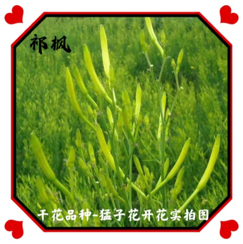 黄花菜种苗高产量黄花菜苗子免费提供技术指导包教包会