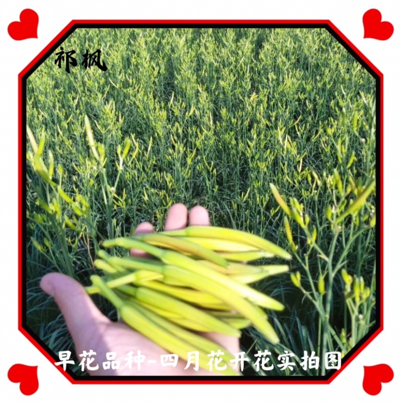 黄花菜种苗高产量黄花菜苗子免费提供技术指导包教包会