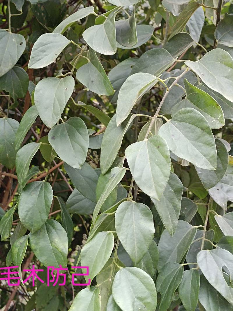 木防己藤鲜货，下单现采。