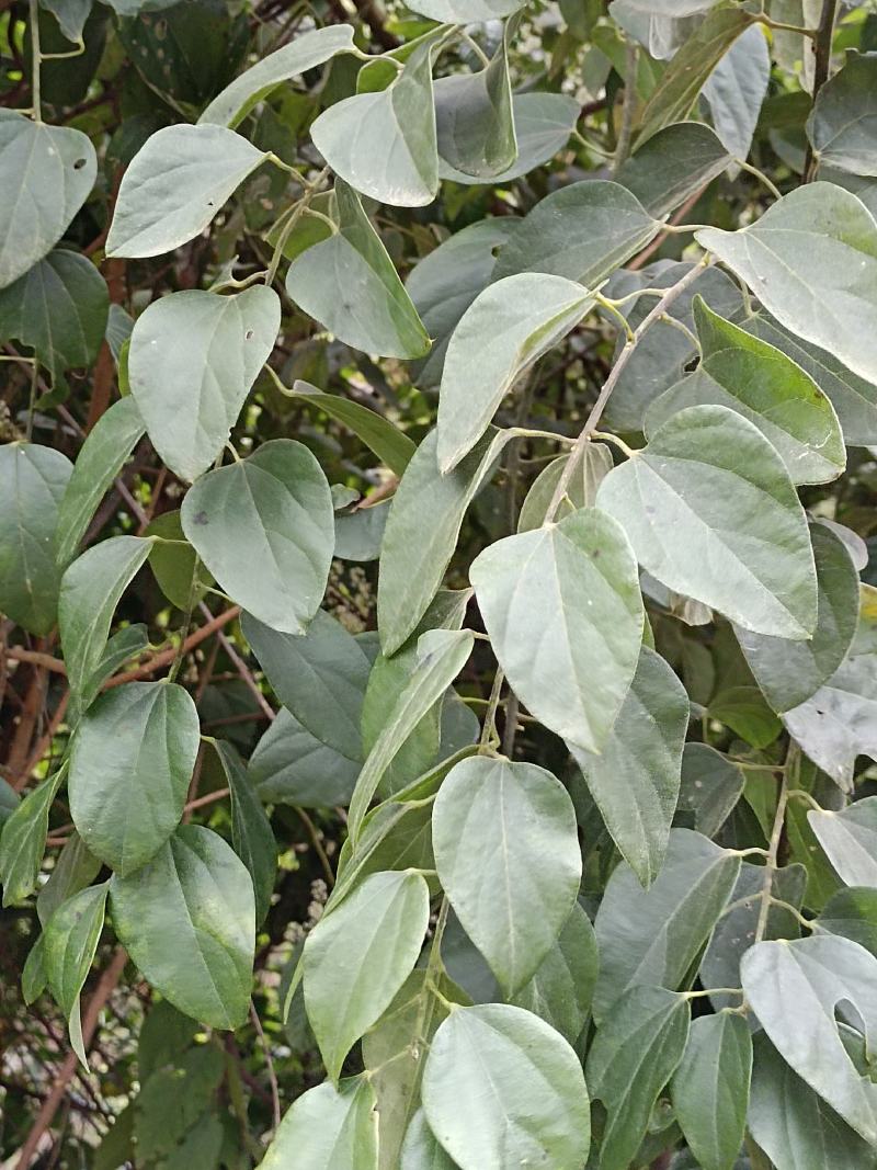 木防己藤鲜货，下单现采。