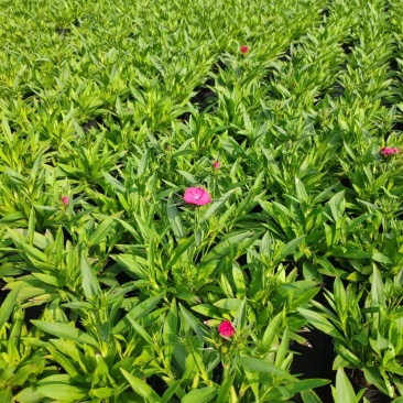 花海，小区绿化，工程绿化，草花等等……