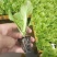 意大利苗（生菜苗），结球，大速生，根系好，无病无害
