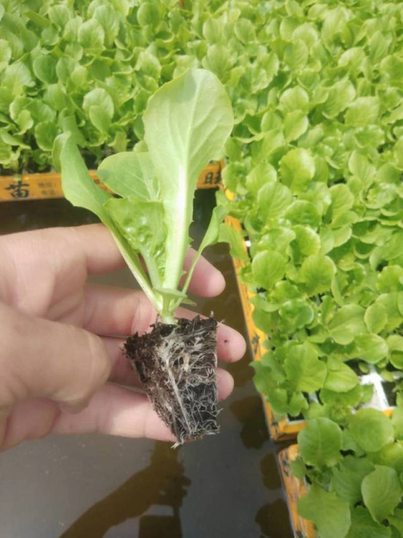 意大利苗（生菜苗），结球，大速生，根系好，无病无害