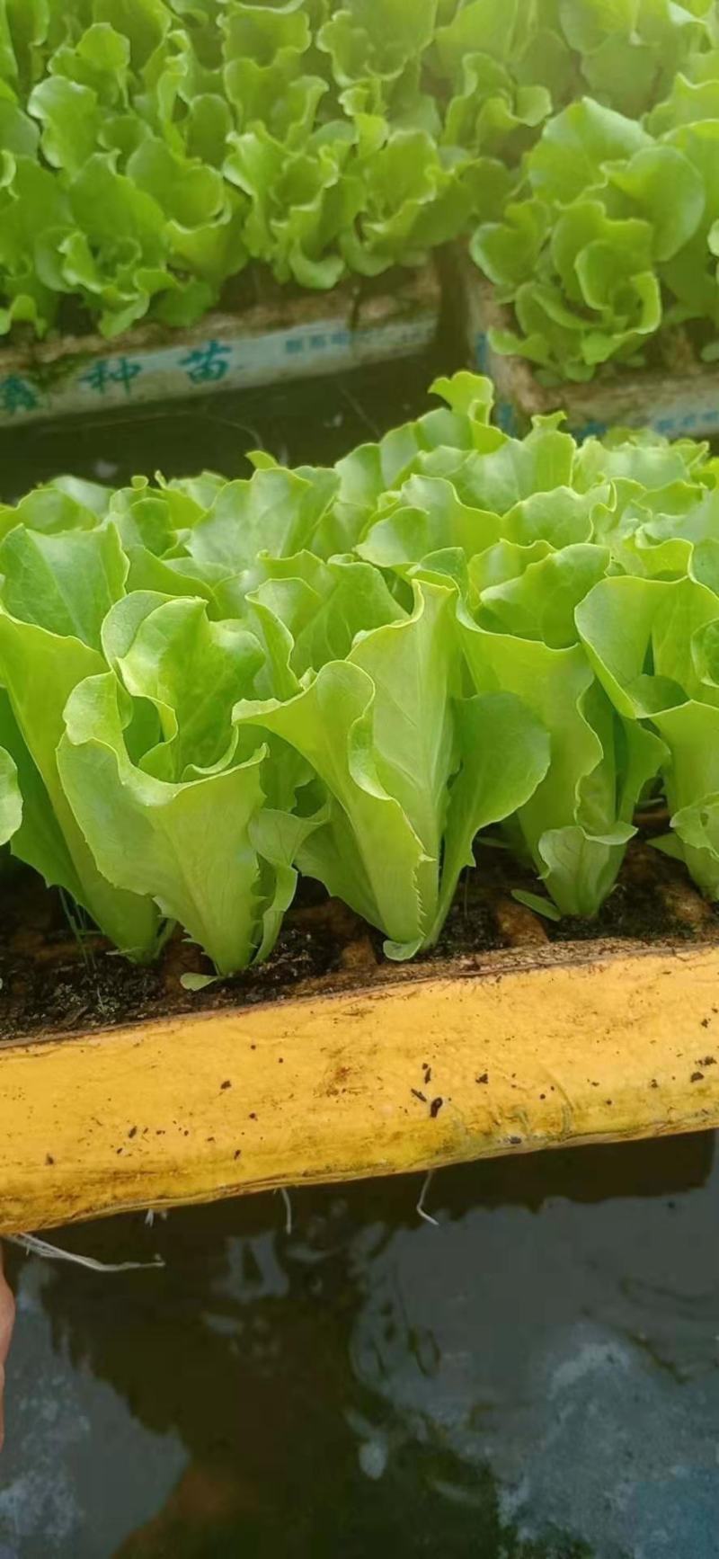 意大利苗（生菜苗），结球，大速生，根系好，无病无害