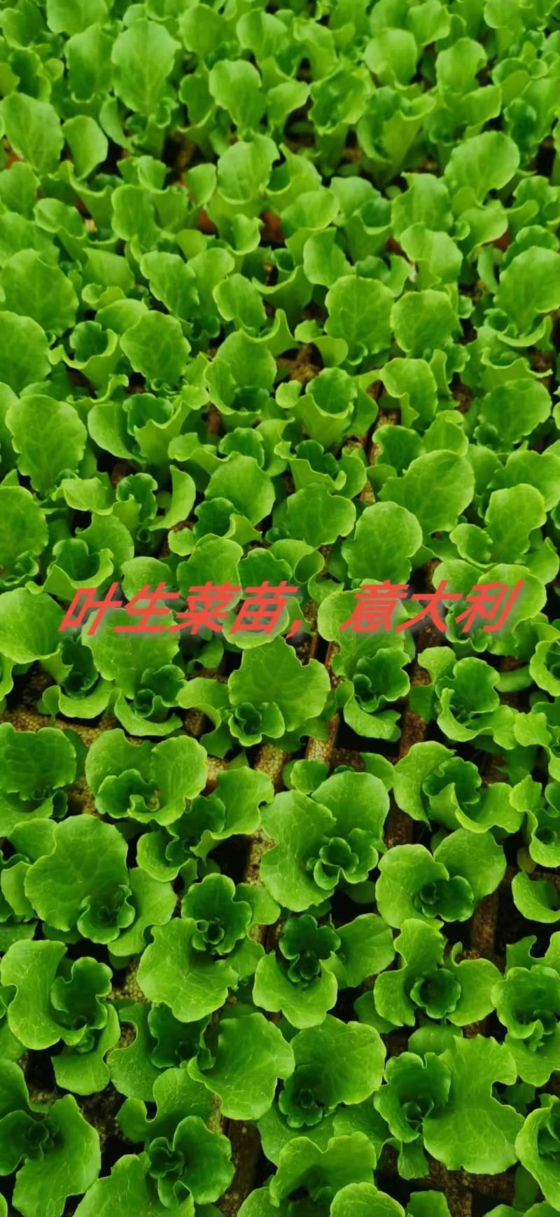 意大利苗（生菜苗），结球，大速生，根系好，无病无害