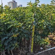 黄槐。珍贵的苗木种植。精品的黄槐1-2米高量大可开发票