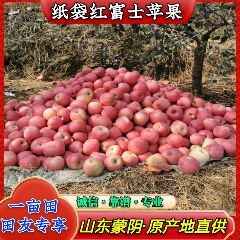山东蒙阴红富士苹果纸袋全红大量上市中欢迎实地采购