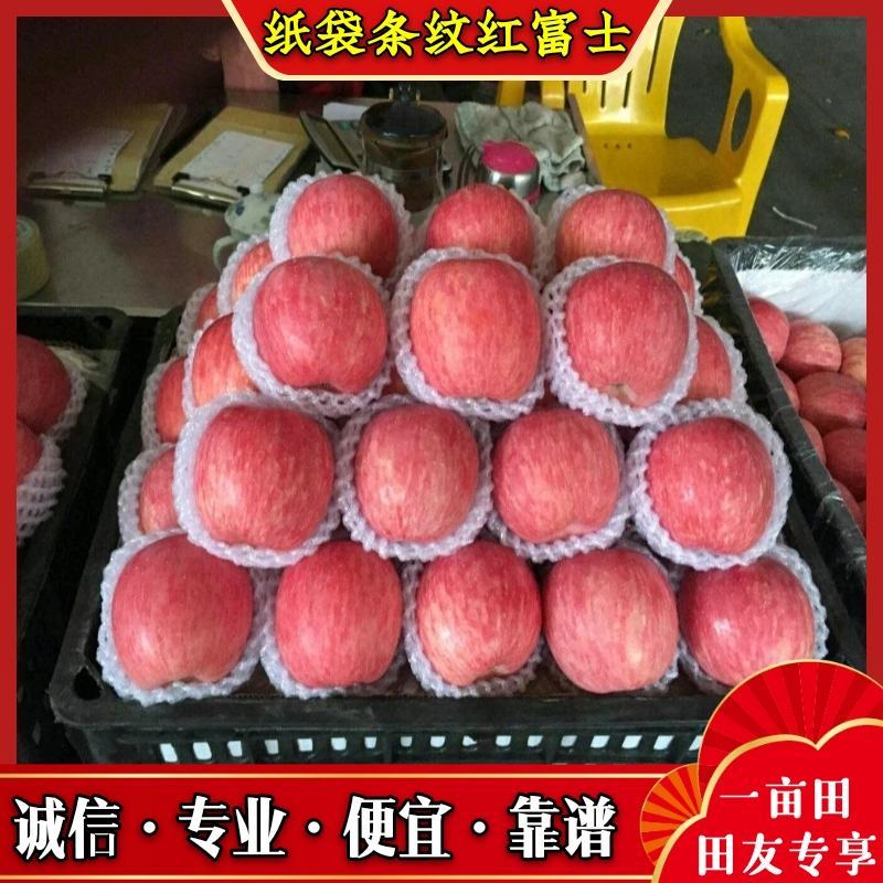 山东红富士苹果纸袋精品条纹红大量上市中口感脆甜
