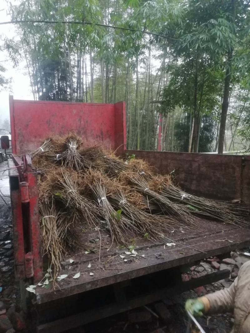 黄柏厚卜苗多规格大小树苗万亩种植示范基地