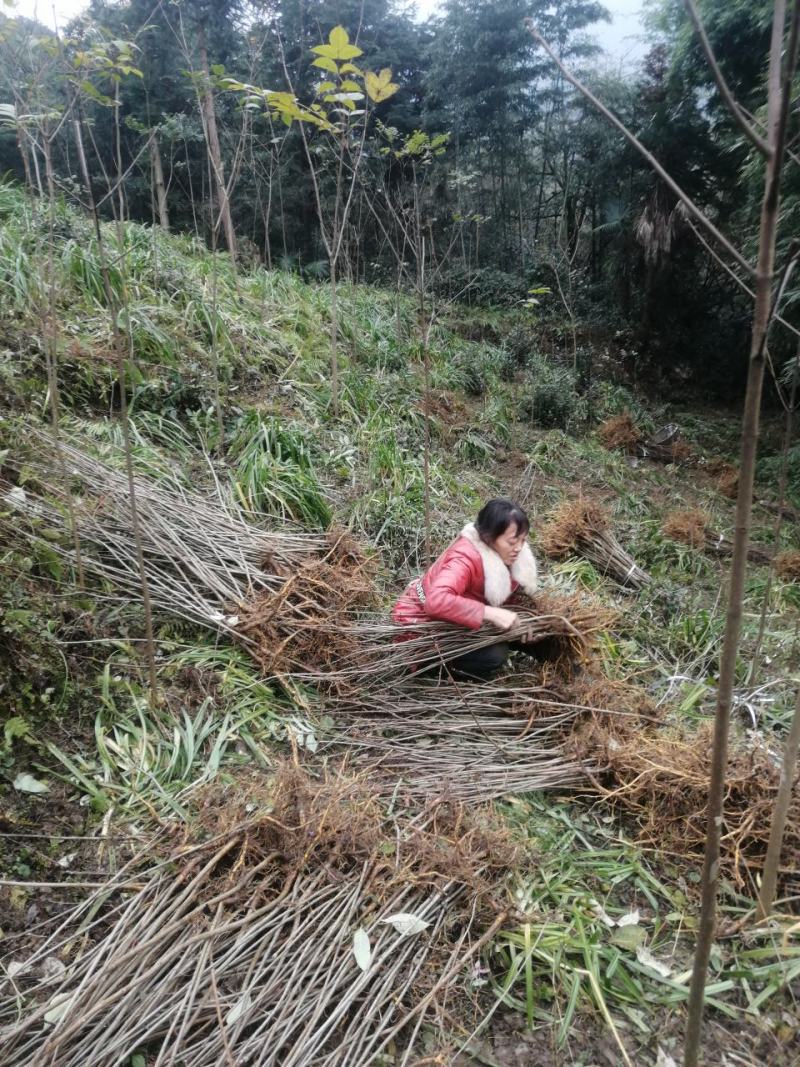 黄柏厚卜苗多规格大小树苗万亩种植示范基地