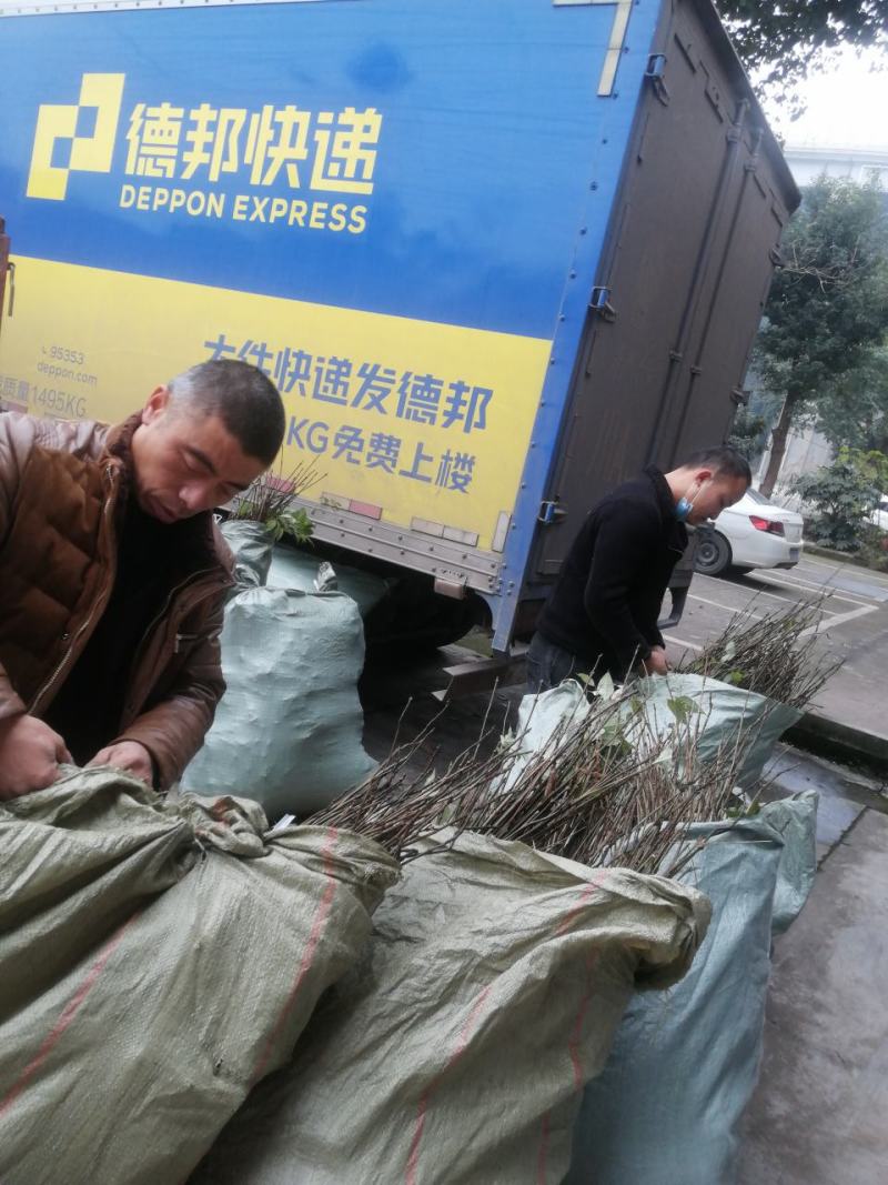 黄柏厚卜苗多规格大小树苗万亩种植示范基地