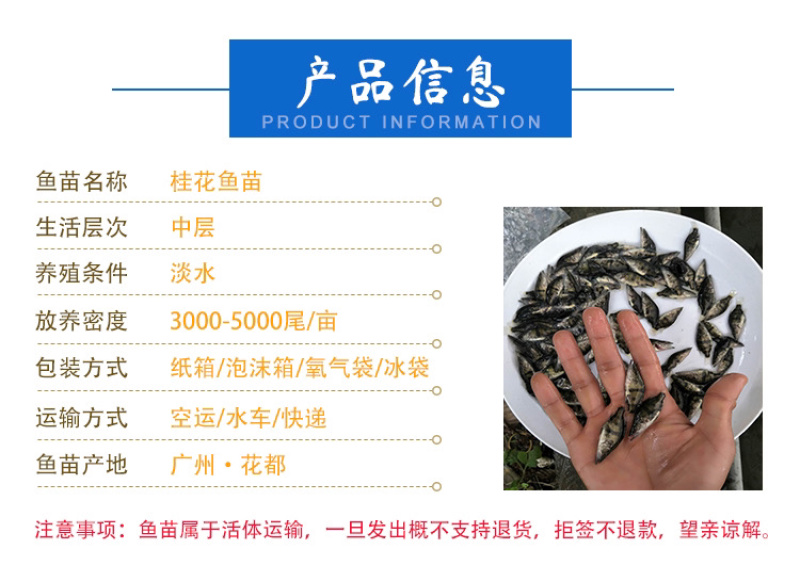 鲜活桂鱼苗批发鱖鱼苗桂鱼肉食性淡水养殖桂花