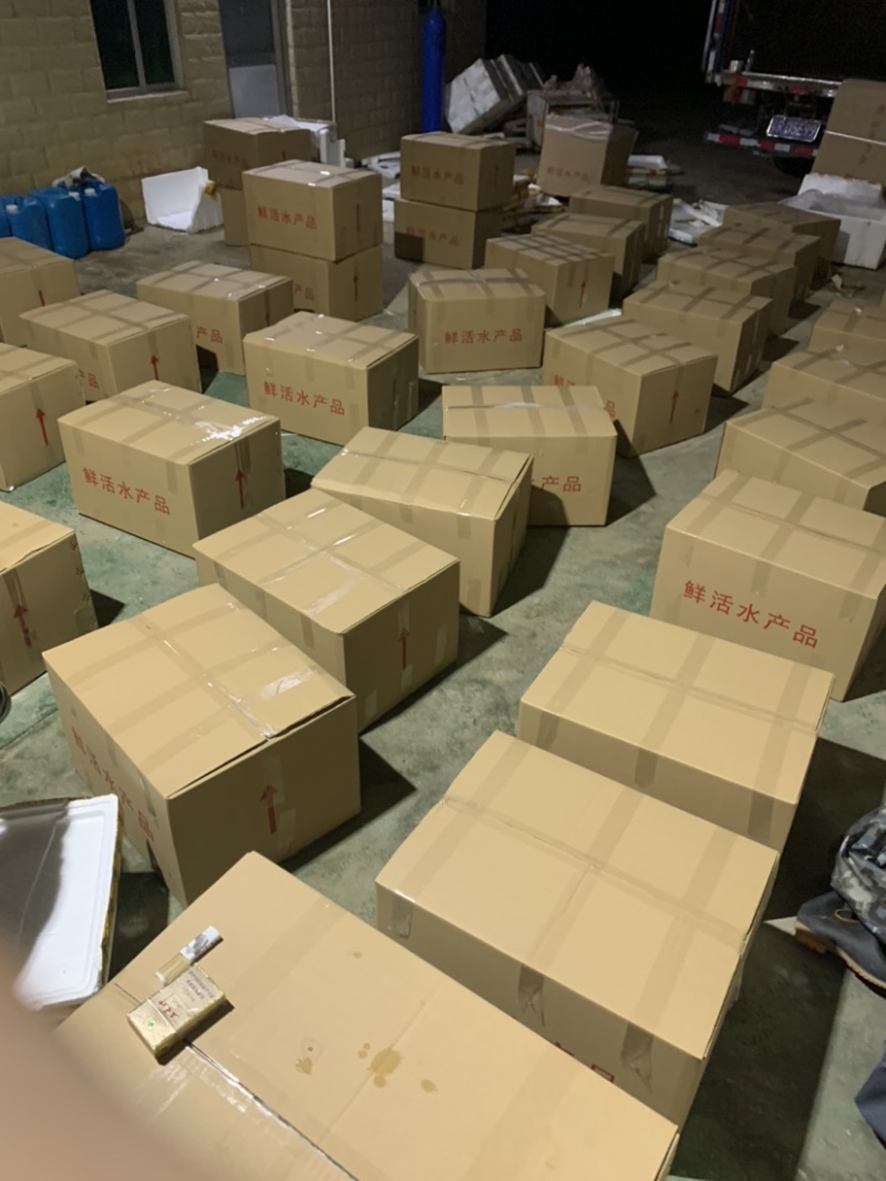 鲜活桂鱼苗批发鱖鱼苗桂鱼肉食性淡水养殖桂花