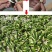 江西广昌莲子芯新货绿色饱满无杂质新鲜烘烤清火茶泡水莲芯