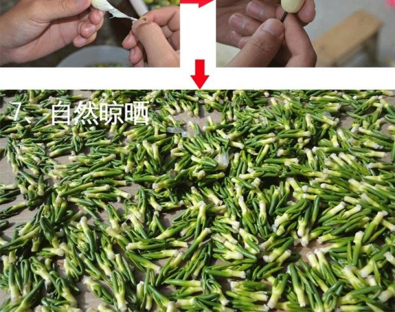 江西广昌莲子芯新货绿色饱满无杂质新鲜烘烤清火茶泡水莲芯