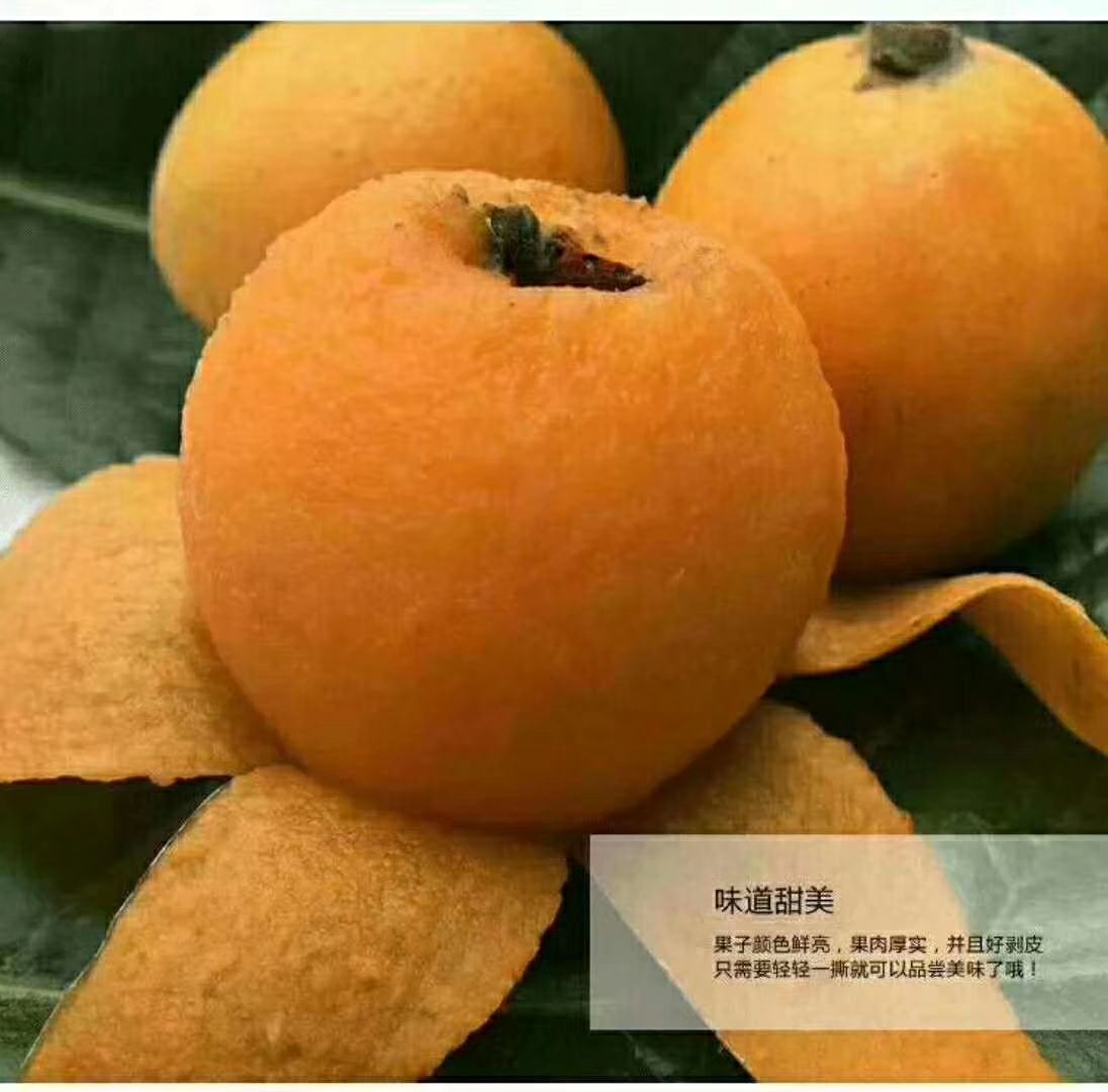 回龙村五星大枇杷大量上市咯