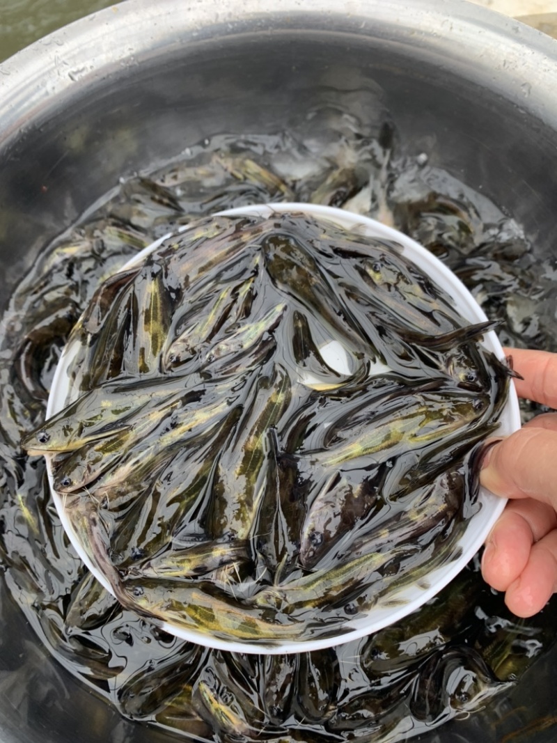 黄骨鱼苗黄辣丁苗杂交黄丫角批发广东鱼苗