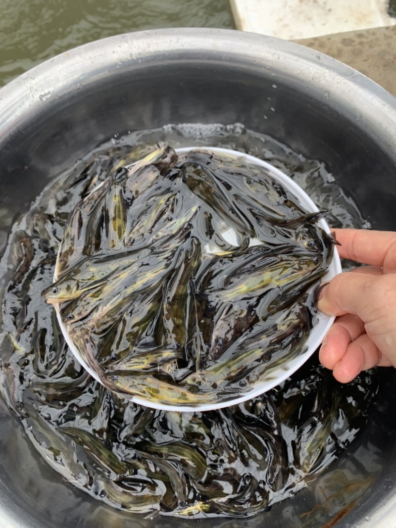 黄骨鱼苗黄辣丁苗杂交黄丫角批发广东鱼苗