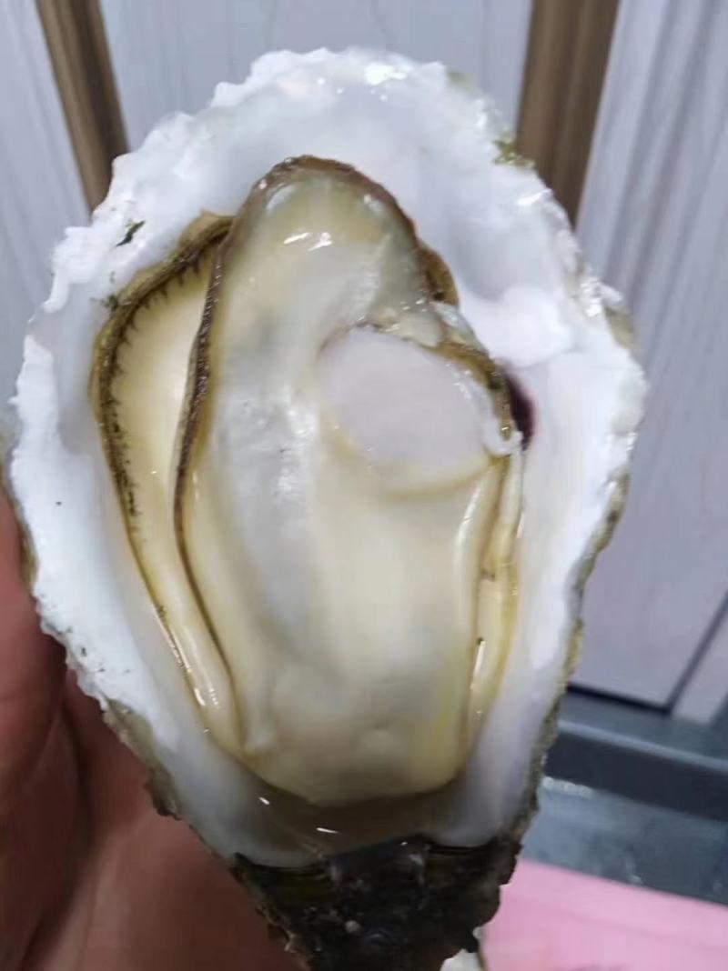 生蚝温州集散中心试招各地代理