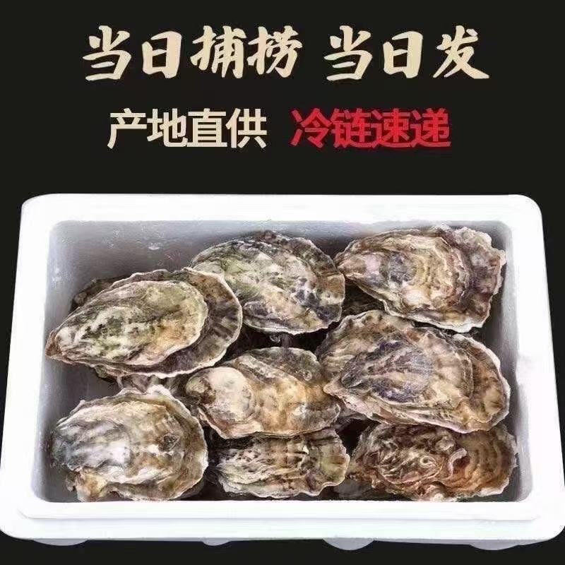 生蚝温州集散中心试招各地代理