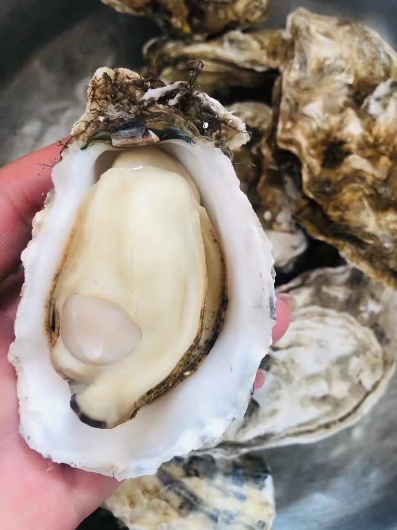 生蚝温州集散中心试招各地代理