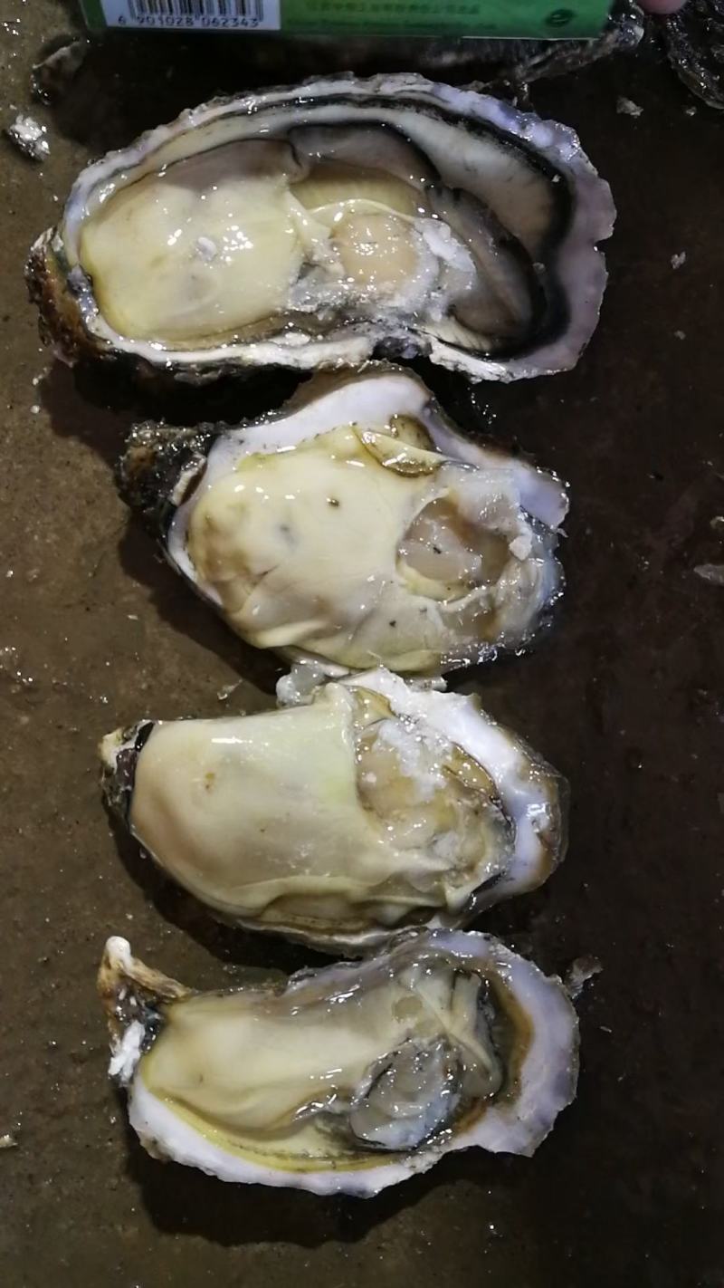 生蚝温州集散中心试招各地代理