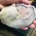 生蚝温州集散中心试招各地代理