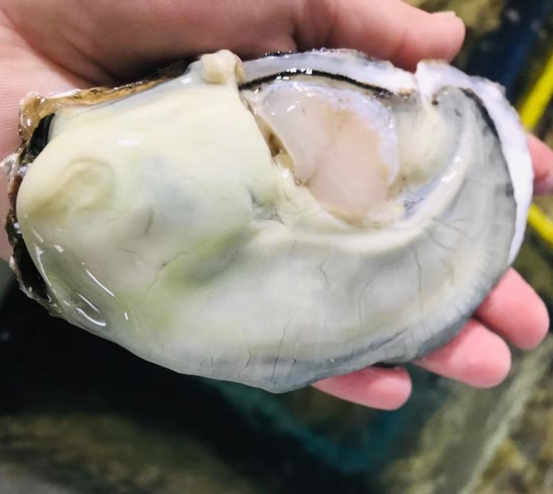 生蚝温州集散中心试招各地代理