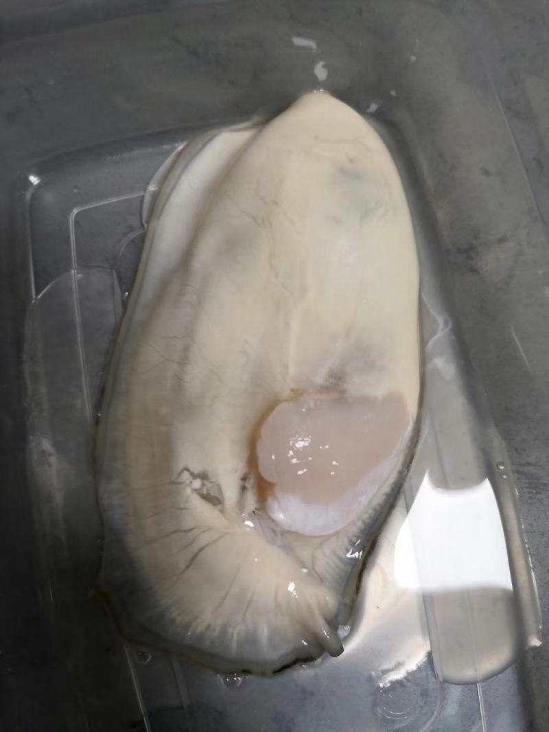 生蚝温州集散中心试招各地代理