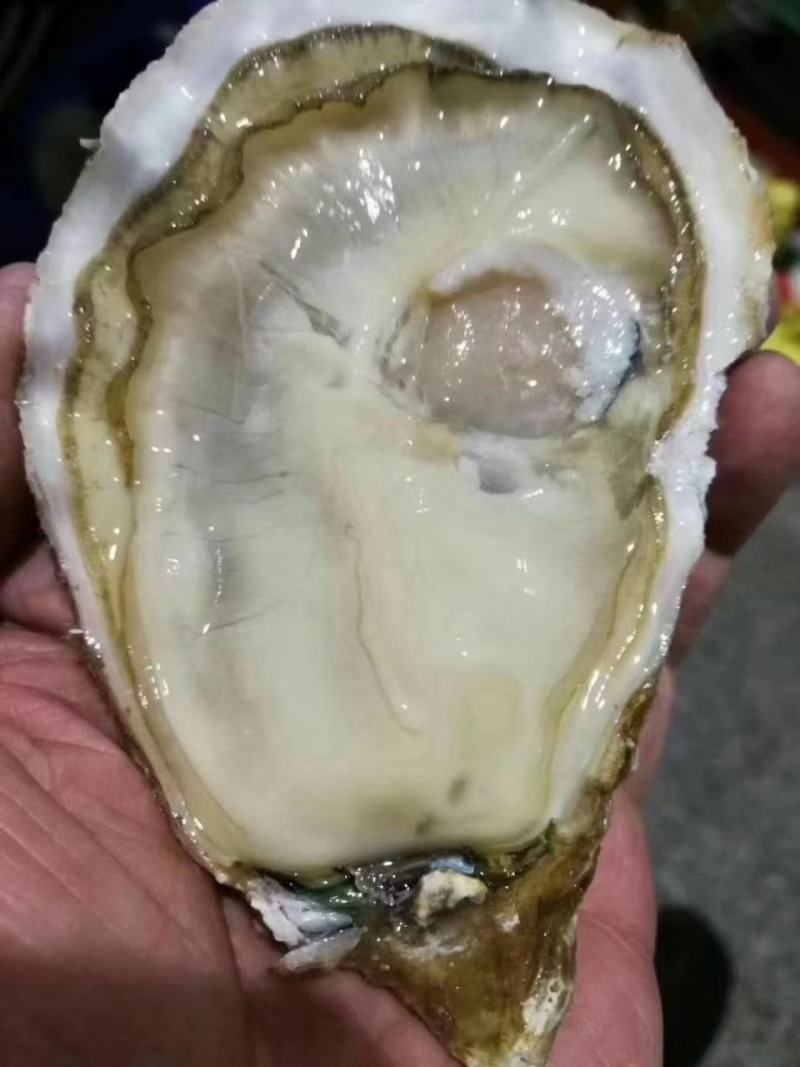 生蚝温州集散中心试招各地代理